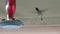 Anna`s Hummingbird on a feeder, slow motion