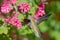 Anna\'s Hummingbird feeding on Flowering Currant