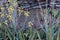 An Anna`s Hummingbird feeding on yellow Aloe Vera flowers in Arizona