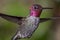 Anna\'s Hummingbird in Flight