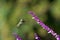 Anna`s hummingbird in flight by Mexican Sage flowers