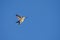 Anna`s hummingbird hovers against the deep blue sky