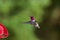 Anna`s hummingbird hovers in front of a bird feeder showing its gorgeous metallic red throat, against blurred green background