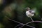 Anna`s Hummingbird landing on a branch