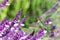 Anna`s hummingbird in Mexican Sage flowers