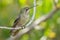 Anna\'s Hummingbird on perch