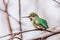 Anna`s Hummingbird perched on a branch; blurred background, San Francisco bay area, California