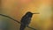 An Anna`s hummingbird perched on small branch in evening light