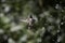 AN Anna\\\'s Hummingbird playing in drops of fountain water