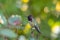 Anna`s Hummingbird resting on branch