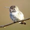 Anna`s Hummingbird sitting on a branch looking pretty