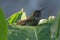 Anna`s Hummingbird Taking a Bath