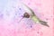 Anna`s hummingbird watercolor on pink and purple background