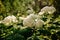 Annabelle Cluster Hydrangea. Hydrangea Treelike. Flowering shrub. Annabelle is the most famous variety of smooth hydrangea