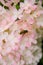 Annabelle Hydrangea closeup