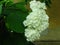 Annabelle Hydrangea snowball-shaped bloom. White garden bush blooming in summer. Robust white blooms and green leaves.