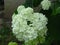 Annabelle Hydrangea. White garden bush blooming in summer. Robust white blooms and green leaves.