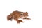 Annam flying frog, Rhacophorus annamensis, on white