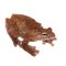 Annam flying frog, Rhacophorus annamensis, on white