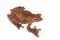 Annam flying frog, Rhacophorus annamensis, on white