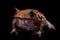 Annam spadefoot toad on black
