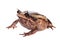 Annam spadefoot toad on white