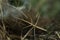 Annan stick insect close up