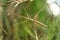 Annan stick insect close up