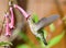 Annas Hummingbird Feeding on Cape Fuchsia Flower