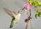 Annas Hummingbird Feeding on Clematis Vine Flowers