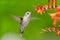 Annas Hummingbird feeding on Crocosmia Flowers