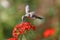 Annas Hummingbird feeding on Maltese Cross flowers.