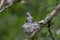 Annas hummingbird nest