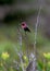 Annas hummingbird perched on a branchat McWay falls California