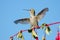 Annas Hummingbird playing on Hardy Fuchsia Flowers