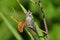 Annas Hummingbird Standing on Crocosmia flowers