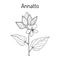 Annatto, or achiote, lipstick tree Bixa orellana , medicinal plant