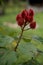 Annatto plantation in bahia