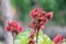 Annatto tree in the forest, Thailand