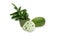 Annona muricata Fruit Green fresh White background