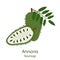 Annona, Soursop.  Vector Illustration EPS.