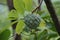 Annona squamosa also called Srikaya with a natural background. In traditional Indian, Thai, and American medicine, the leaves ar