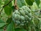 Annona squamosa also called Srikaya with a natural background. In traditional Indian, Thai, and American medicine, the leaves ar