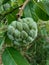 Annona squamosa also called Srikaya with a natural background. In traditional Indian, Thai, and American medicine, the leaves ar
