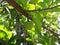 Annona squamosa growing on a tree in garden.