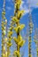 Announcing the arrival of spring and the symbol of Easter - male catkins on a willow Salix sp.