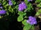 Annual Ageratum Blue Mink