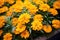 annual calendula flowers in a dense cluster