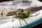 Annual cicada on garden hose, close-up head and body, large bug insect, green eyes, detail