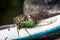 Annual cicada on garden hose, large insect with wings, green and brown body